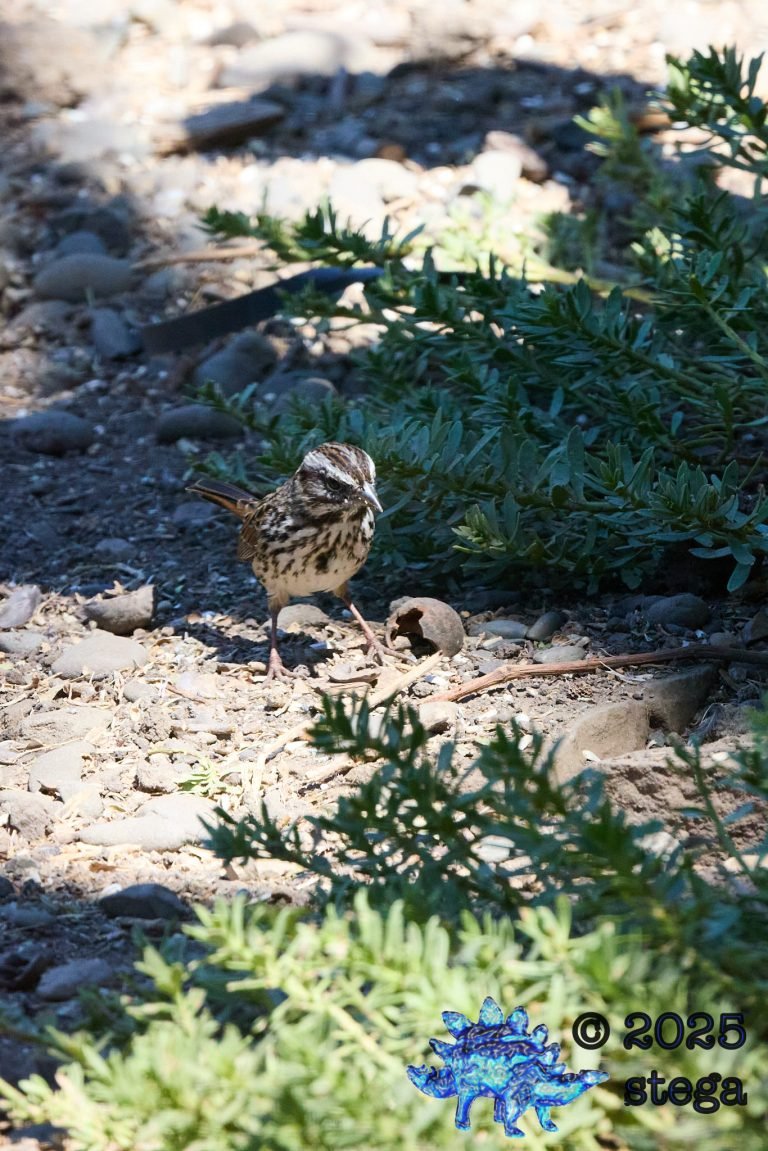 Song Sparrow