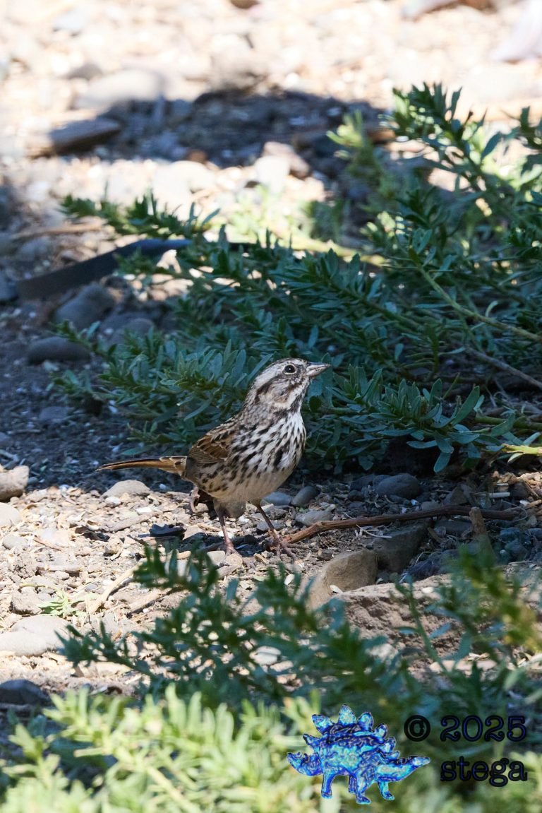 Song Sparrow