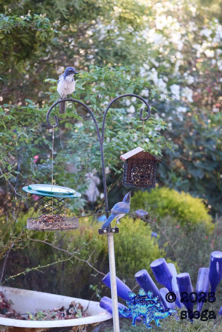 California Scrub Jay