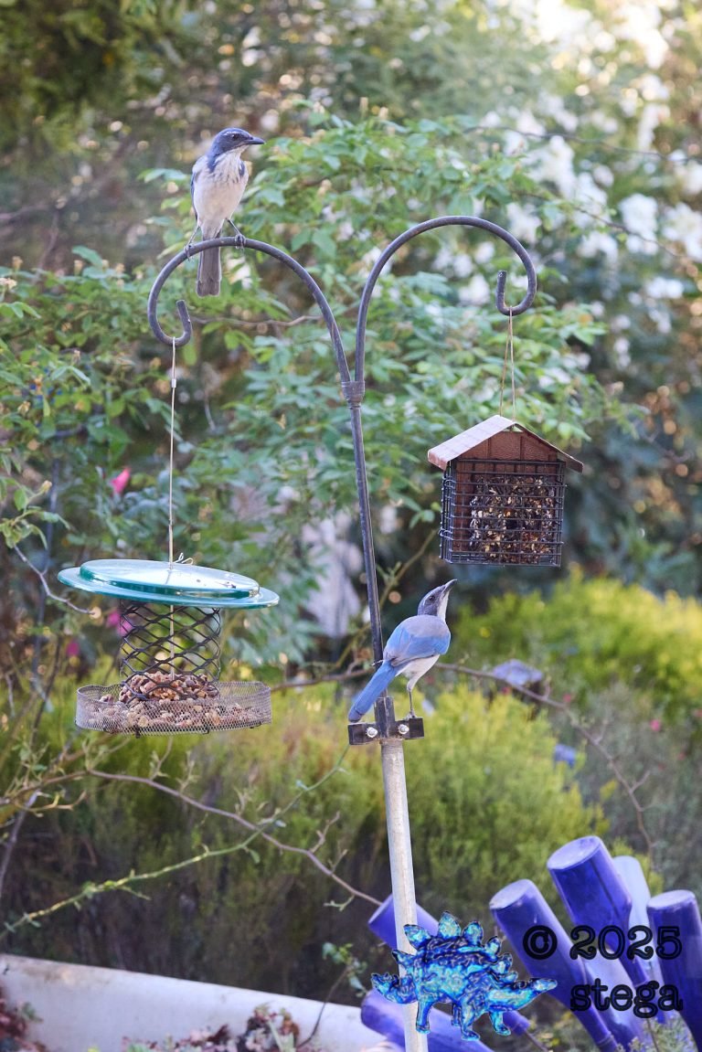California Scrub Jay
