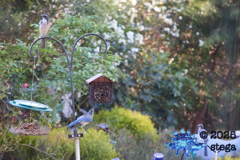 California Scrub Jay