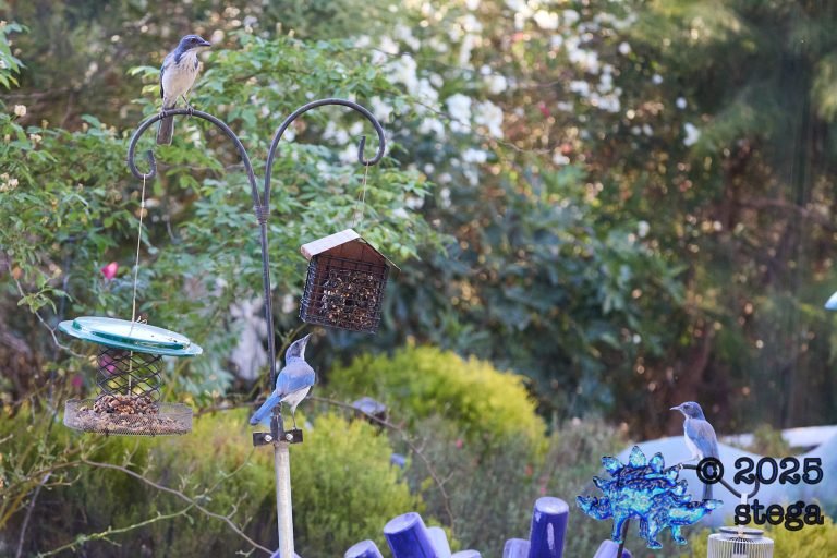 California Scrub Jay