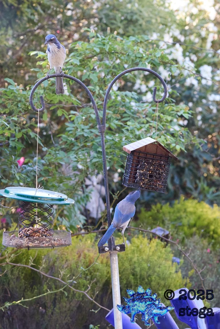 California Scrub Jay