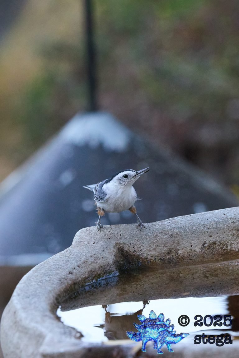 White Breasted Nuthatch