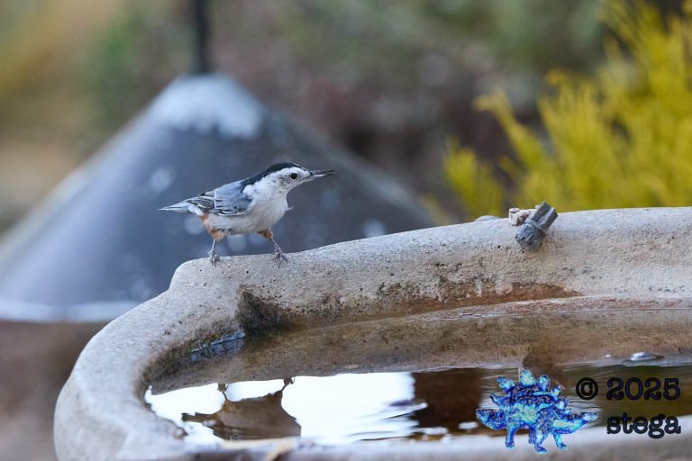 White Breasted Nuthatch