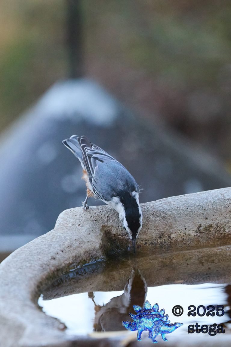 White Breasted Nuthatch