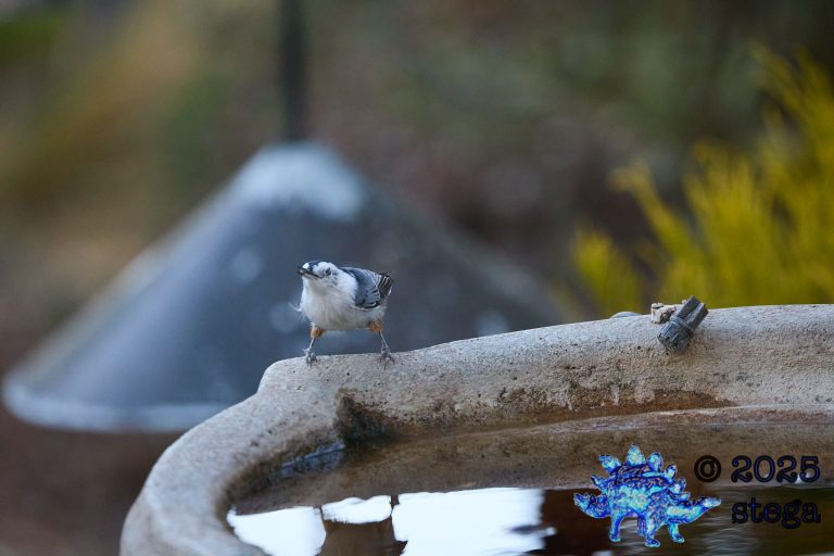 White Breasted Nuthatch
