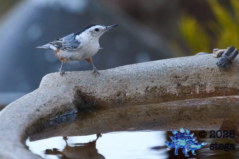 White Breasted Nuthatch