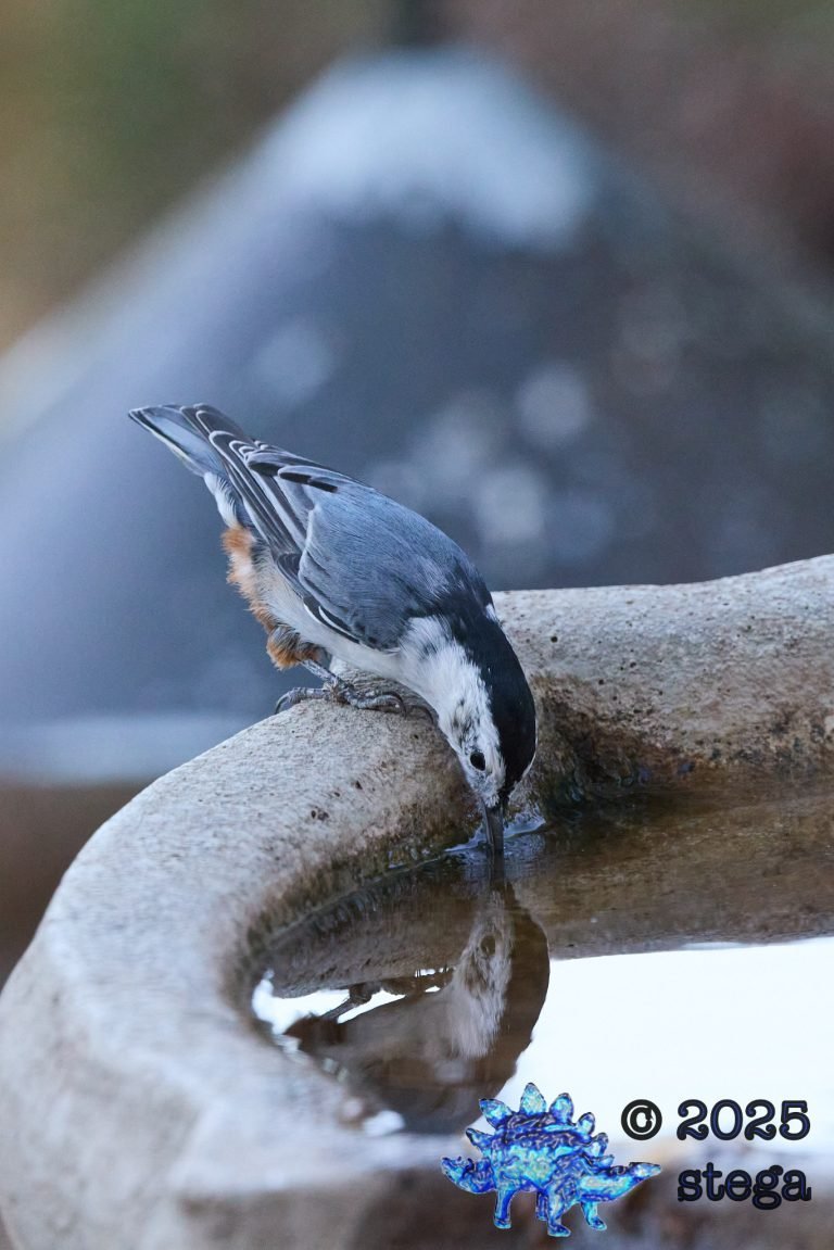 White Breasted Nuthatch