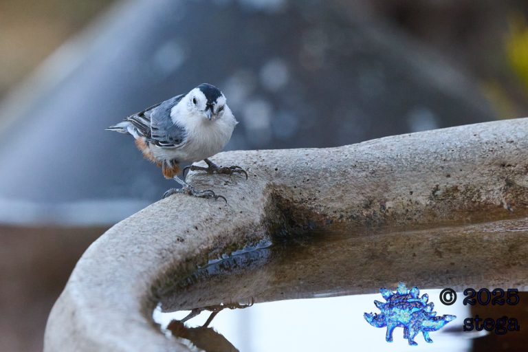 White Breasted Nuthatch