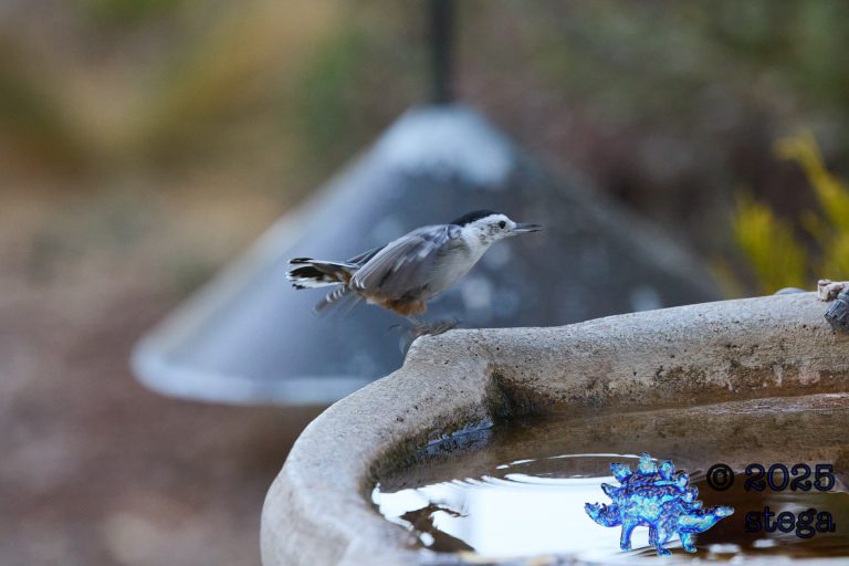 White Breasted Nuthatch