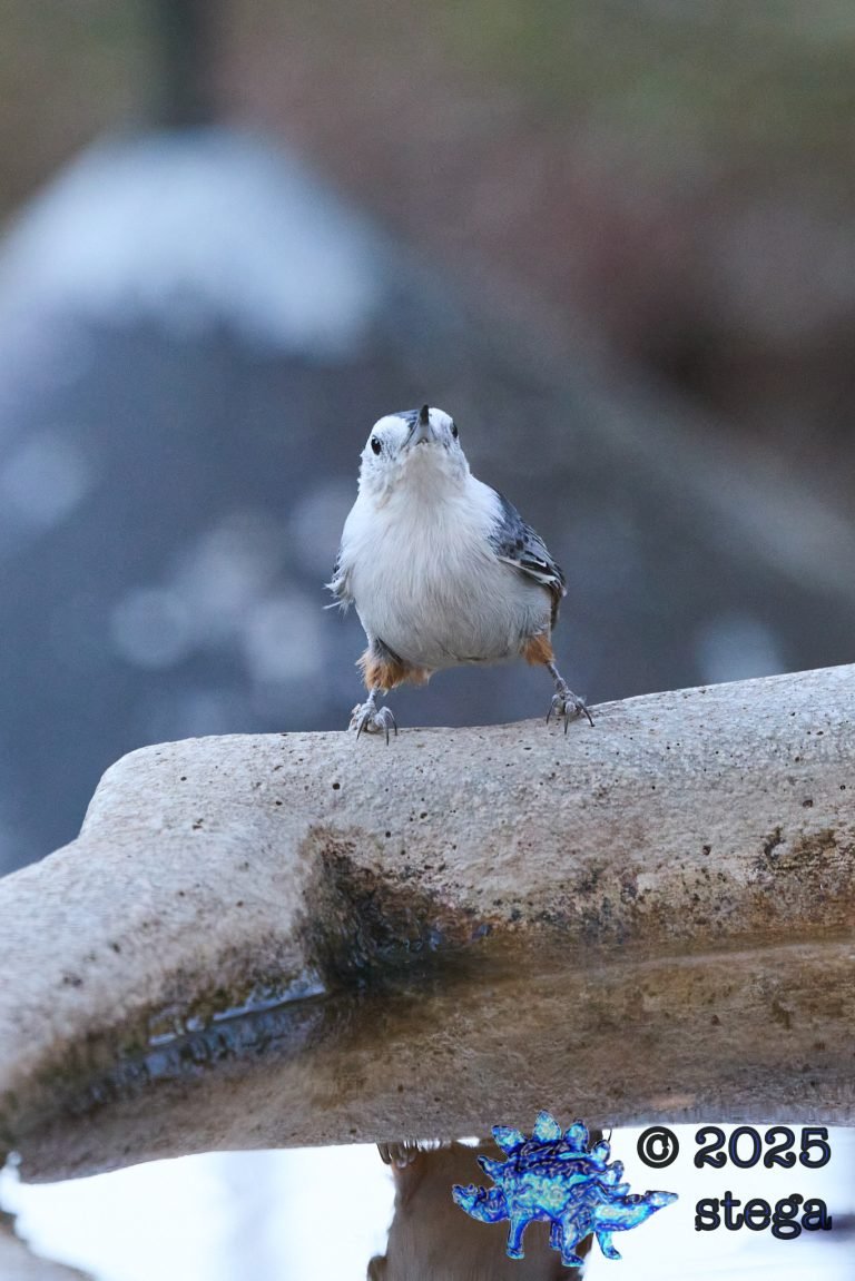 White Breasted Nuthatch