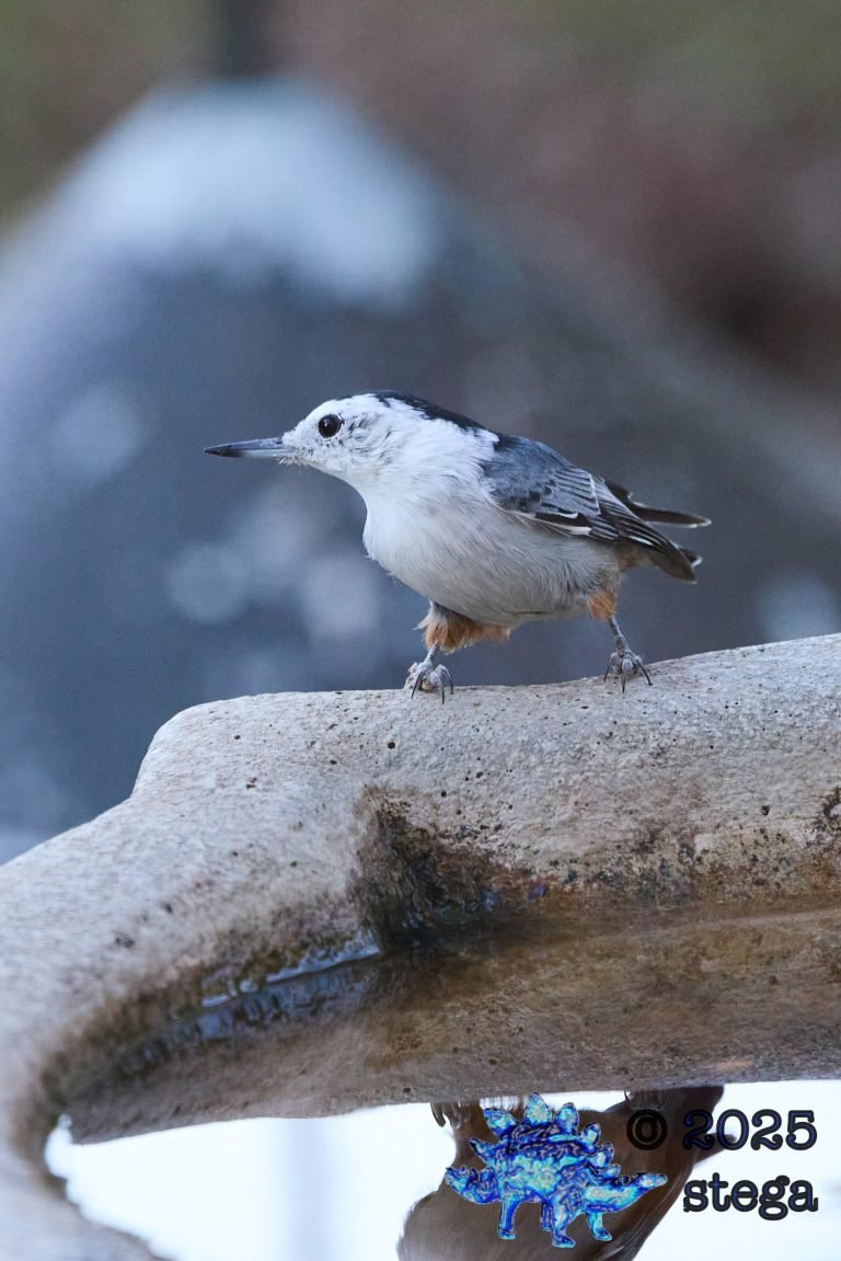 White Breasted Nuthatch
