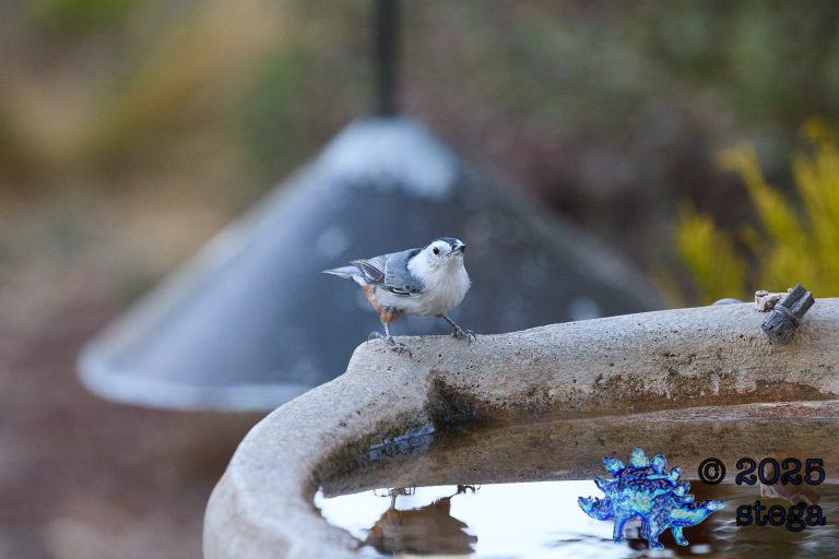 White Breasted Nuthatch
