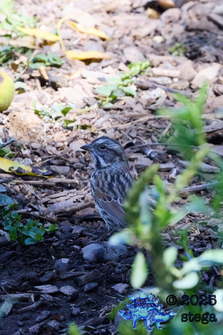 Song Sparrow