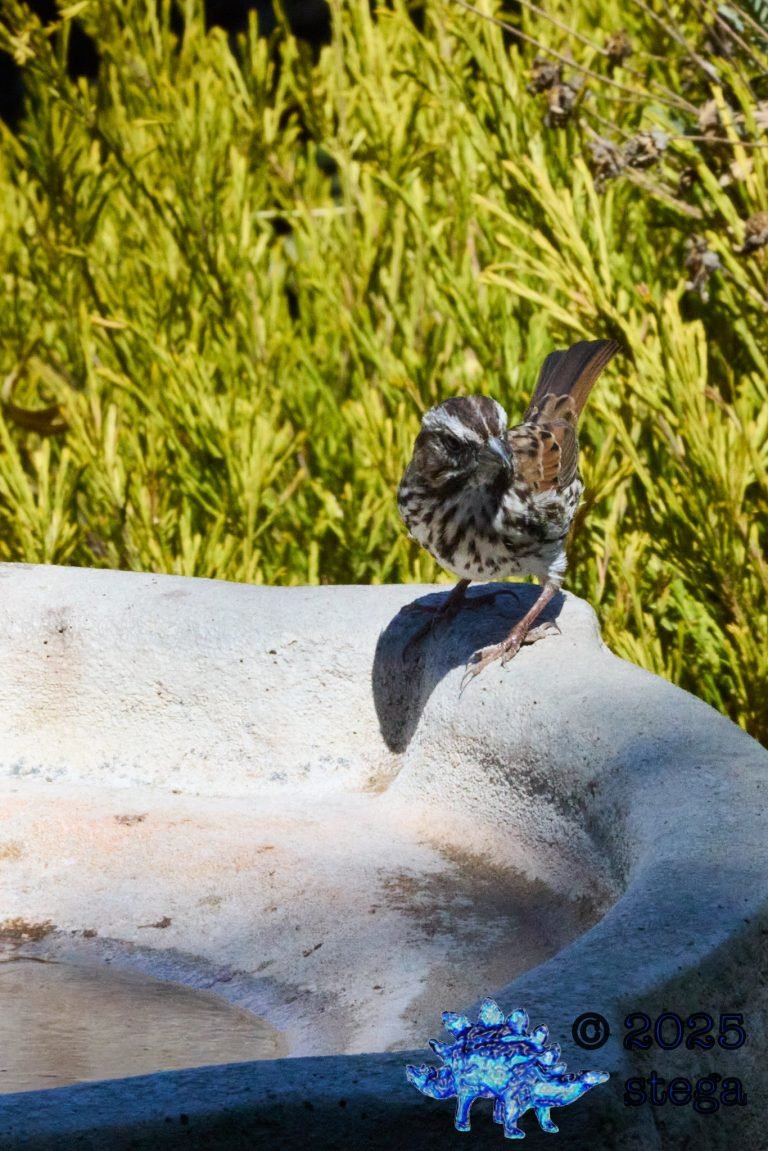 Song Sparrow