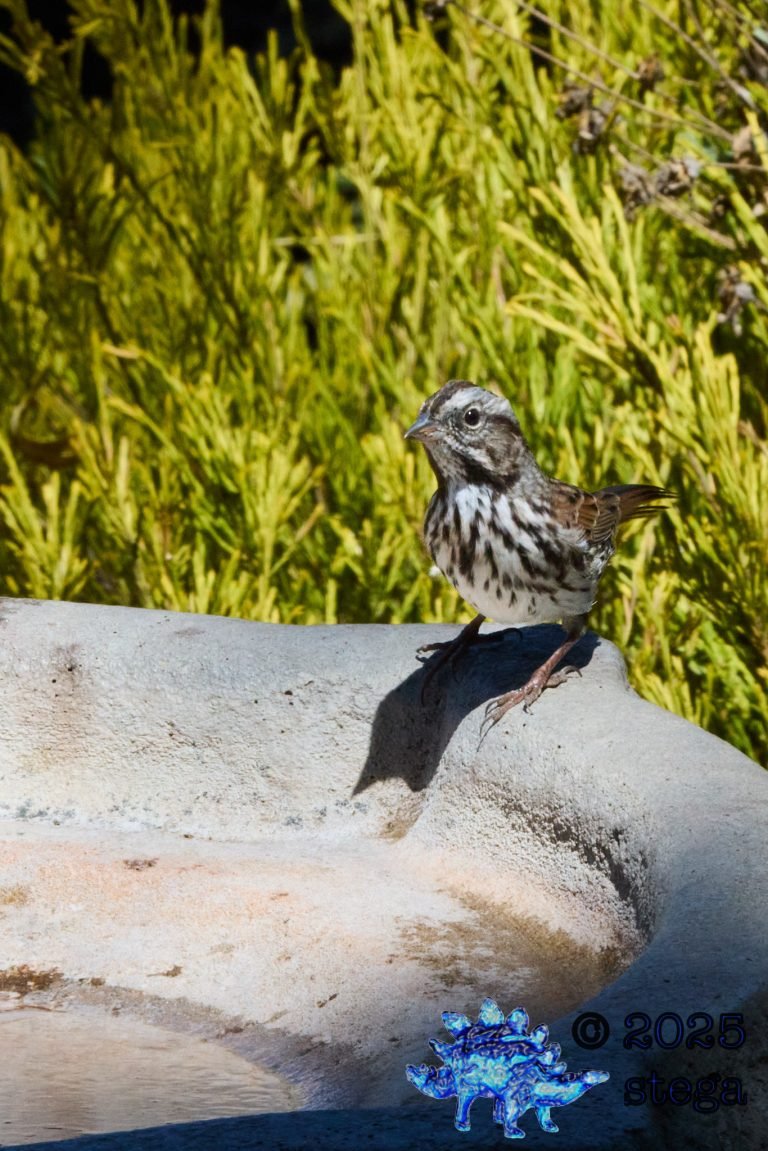 Song Sparrow