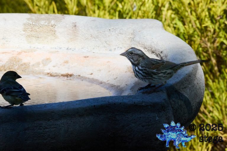 Song Sparrow
