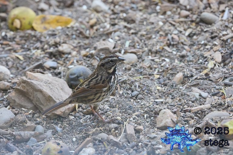 Song Sparrow