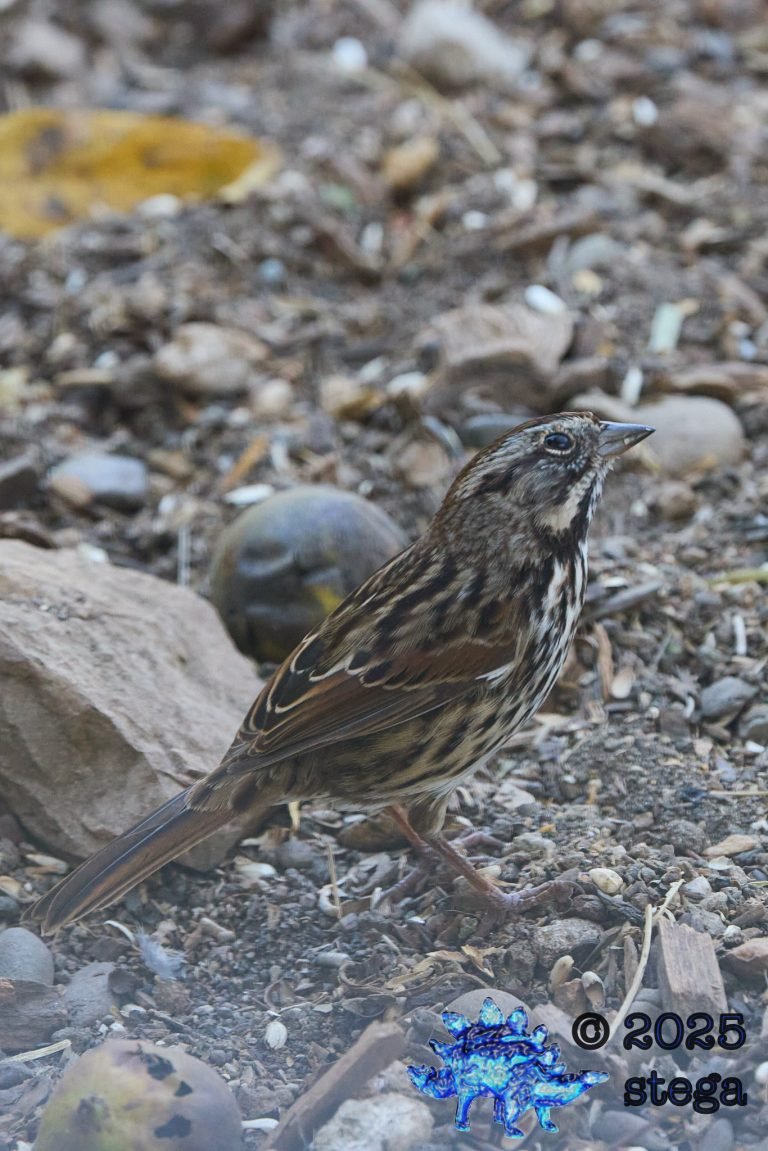 Song Sparrow