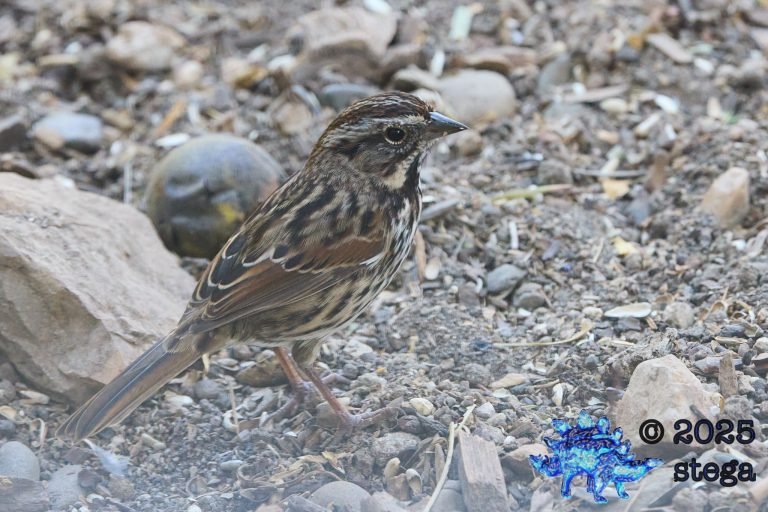 Song Sparrow