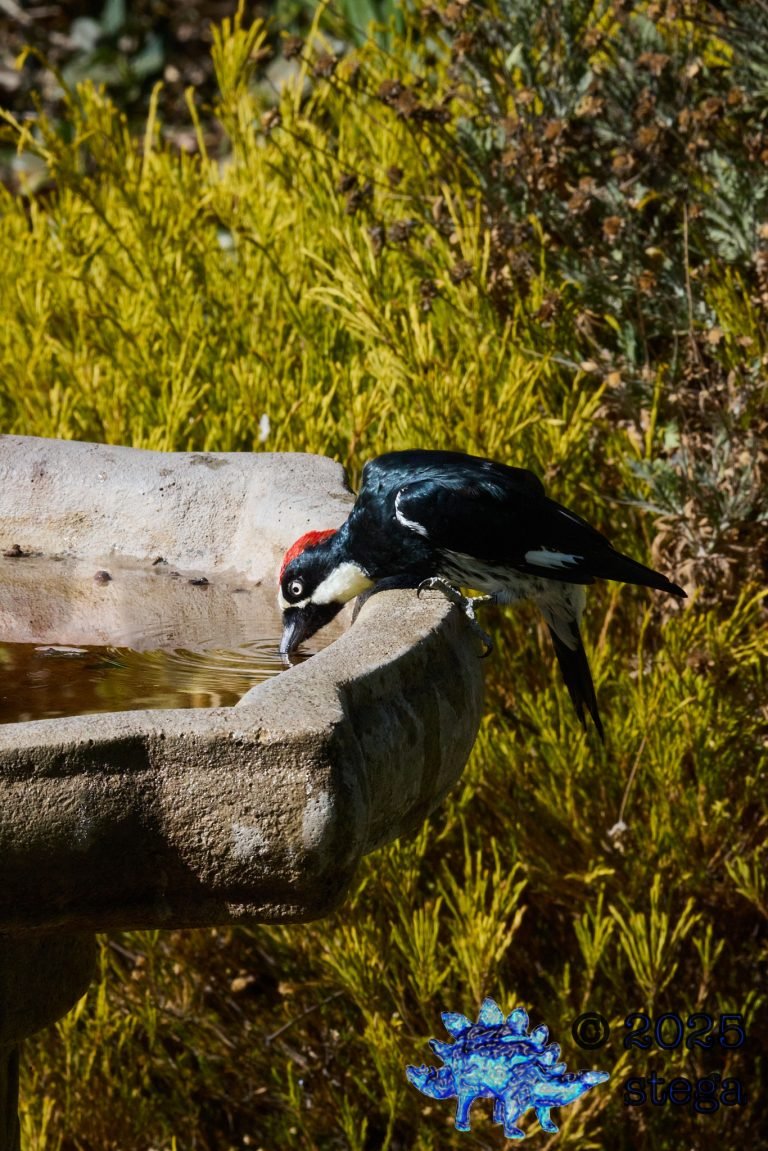 Acorn Woodpecker