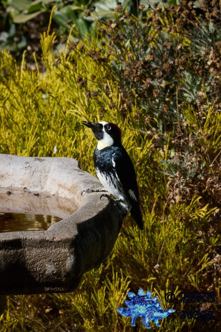 Acorn Woodpecker