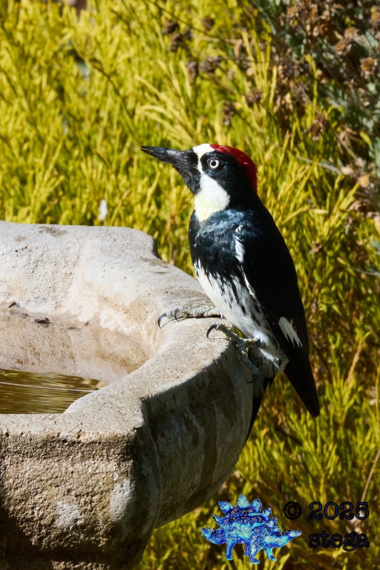 Acorn Woodpecker