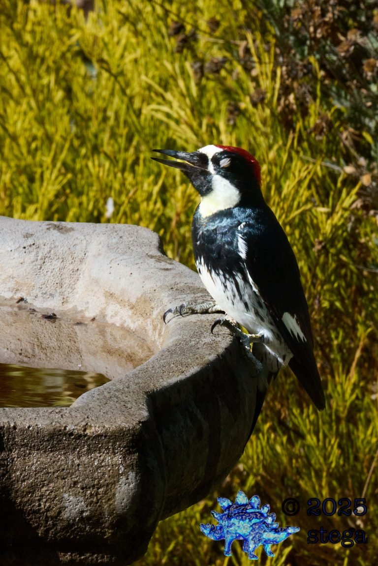Acorn Woodpecker