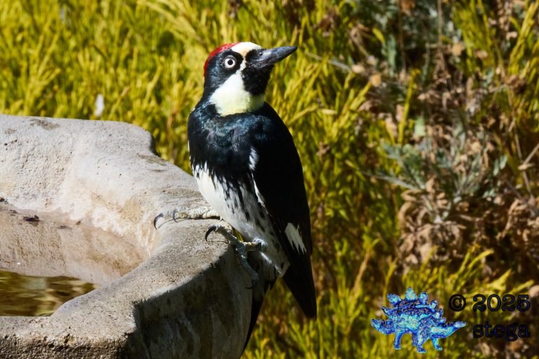 Acorn Woodpecker