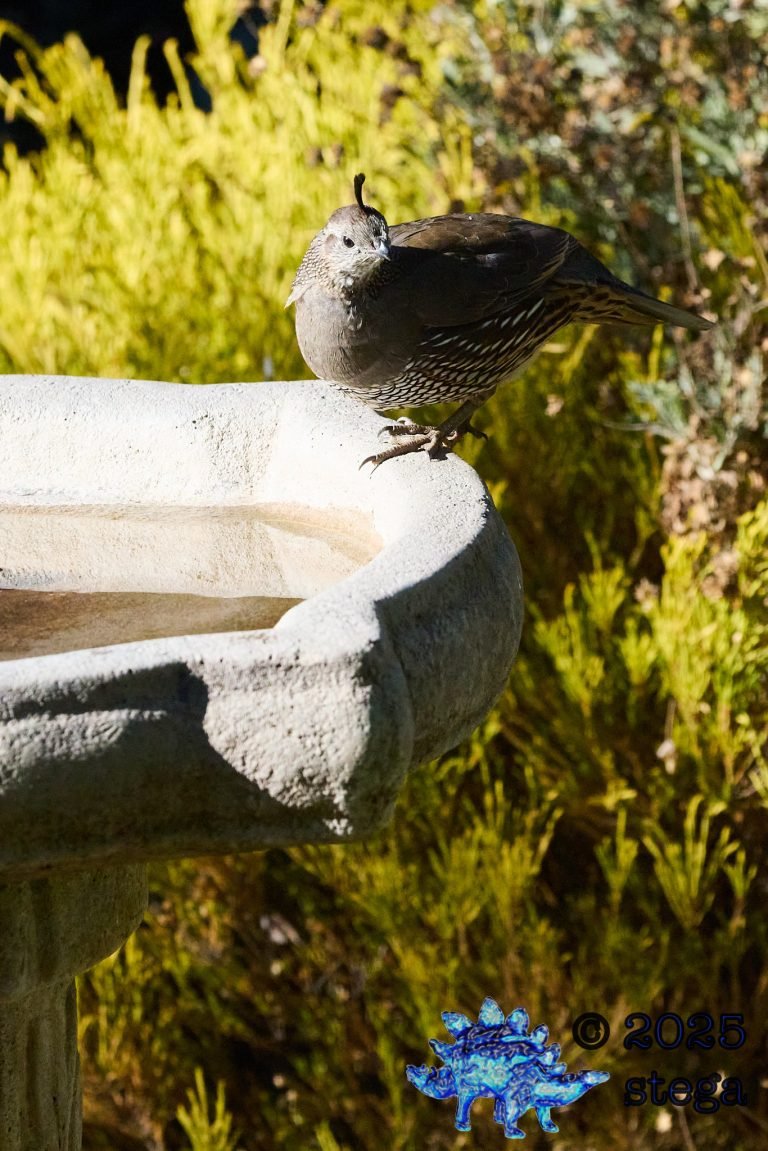 California Quail