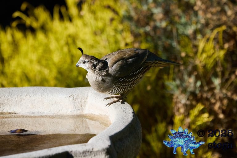 California Quail