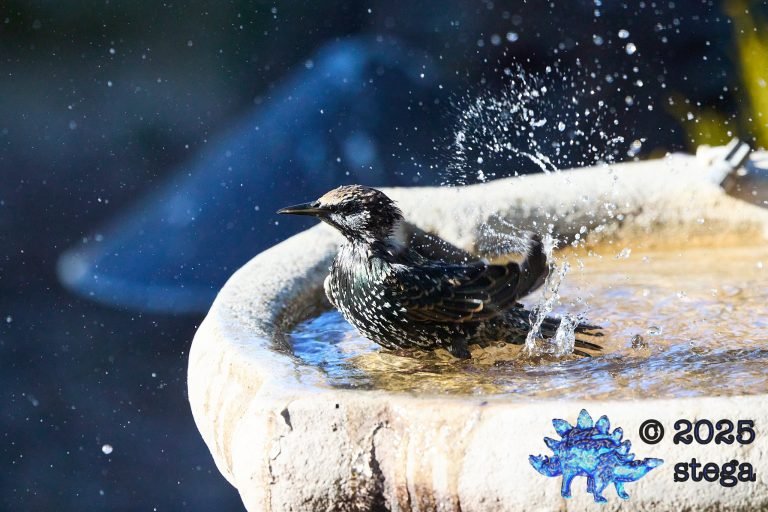 European Starling