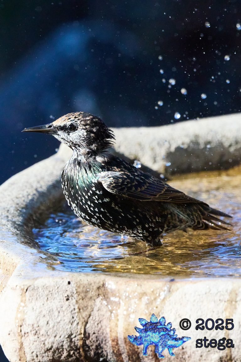European Starling