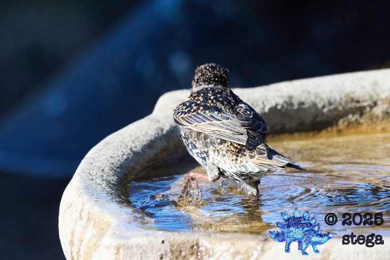 European Starling