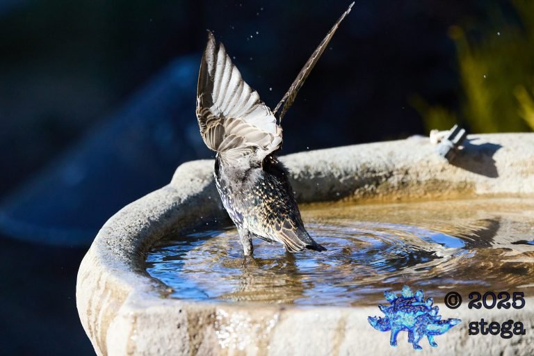 European Starling