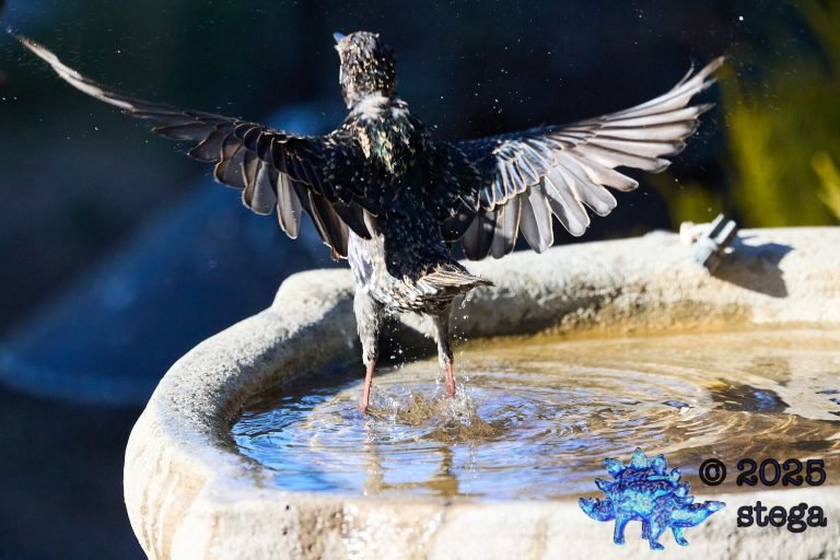 European Starling