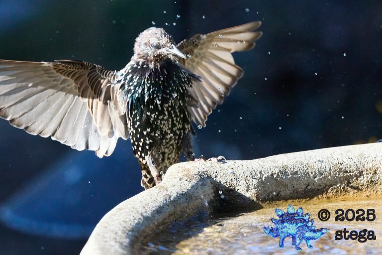 European Starling