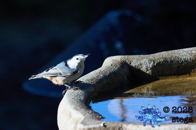 White Breasted Nuthatch