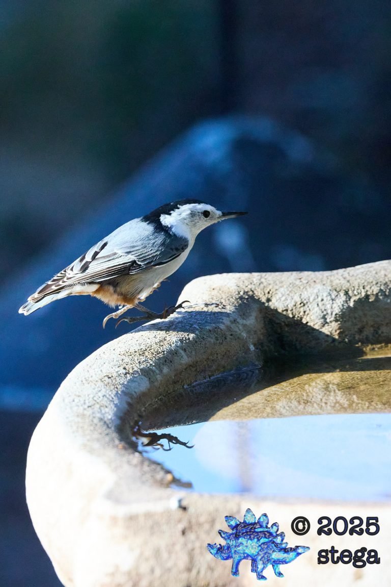White Breasted Nuthatch