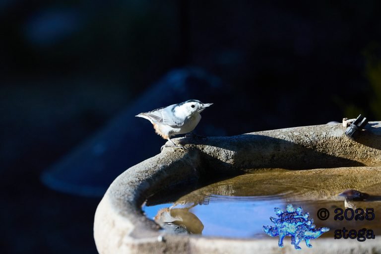 White Breasted Nuthatch