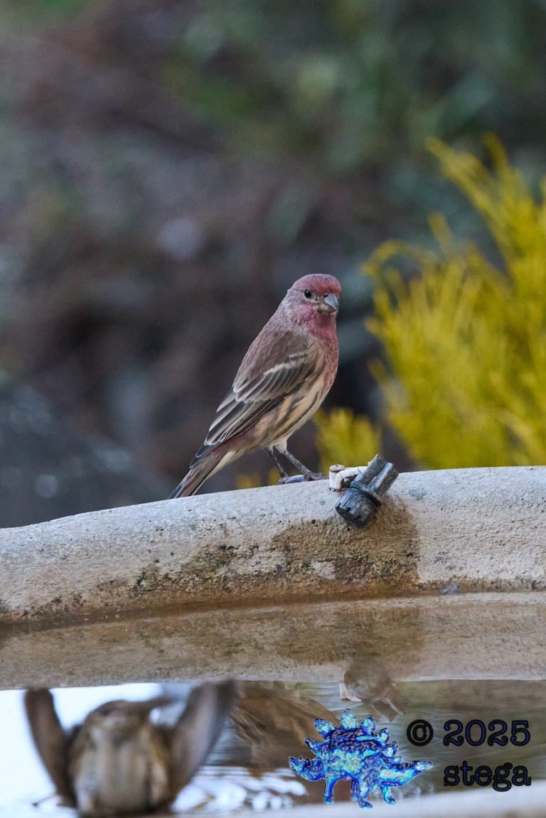 House Finch
