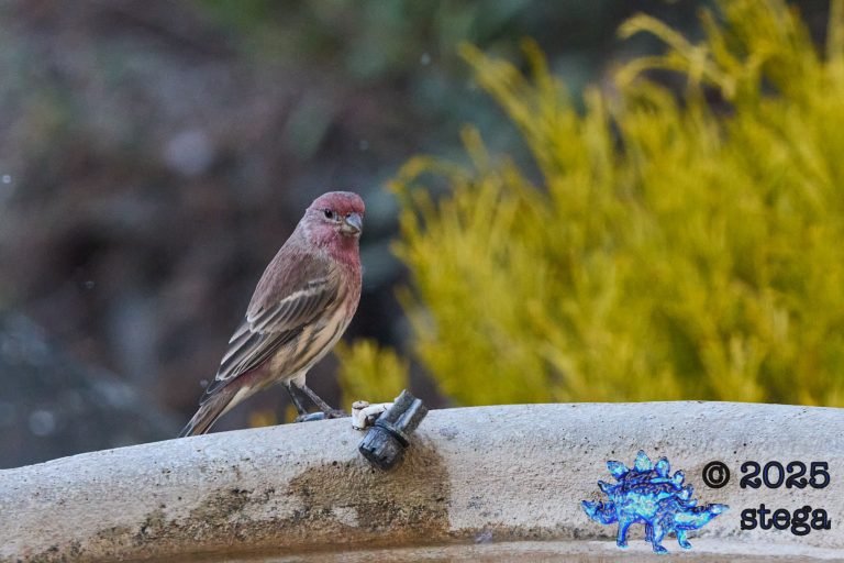 House Finch