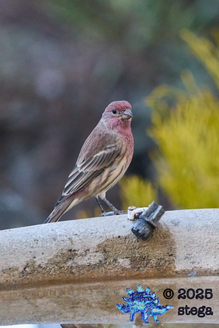 House Finch