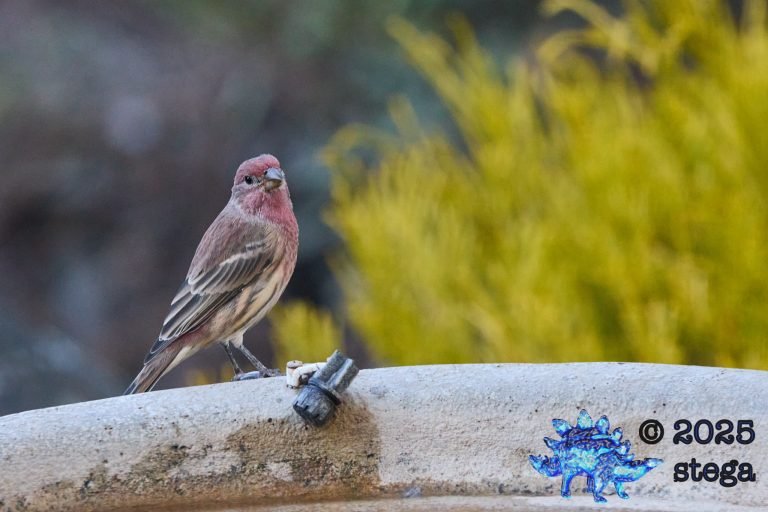 House Finch