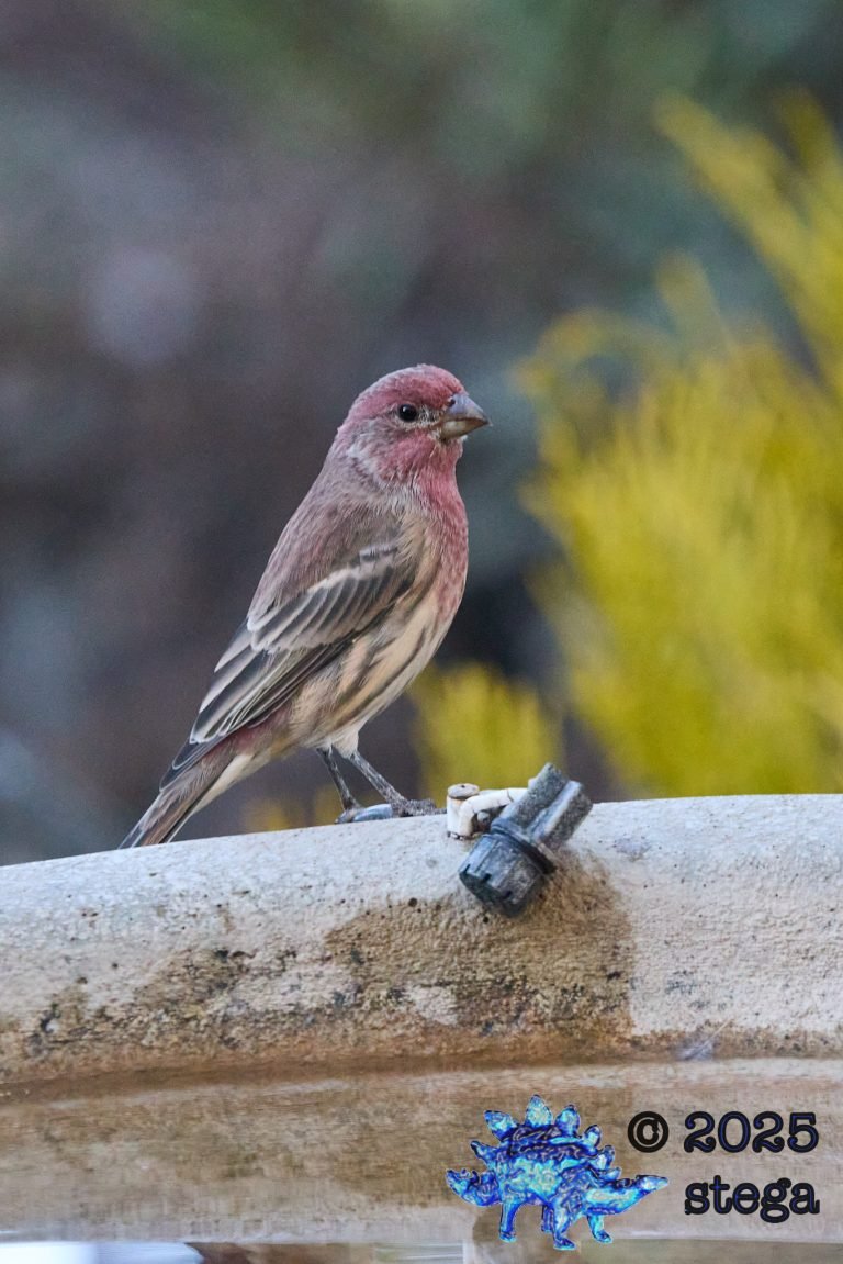 House Finch