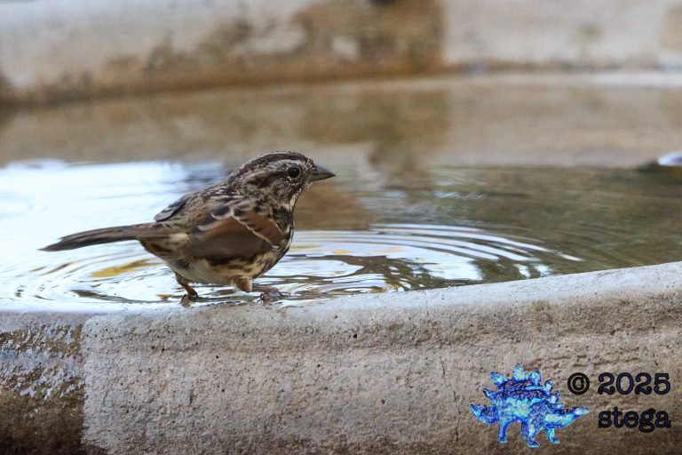 Song Sparrow