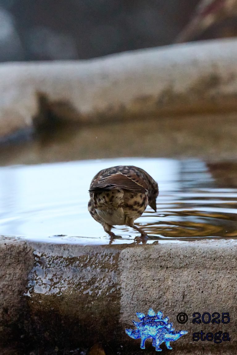Song Sparrow