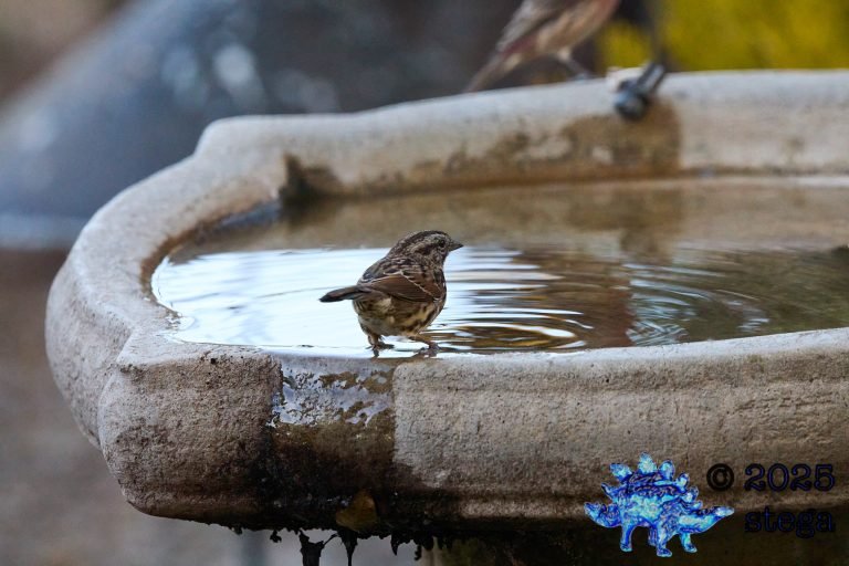 Song Sparrow