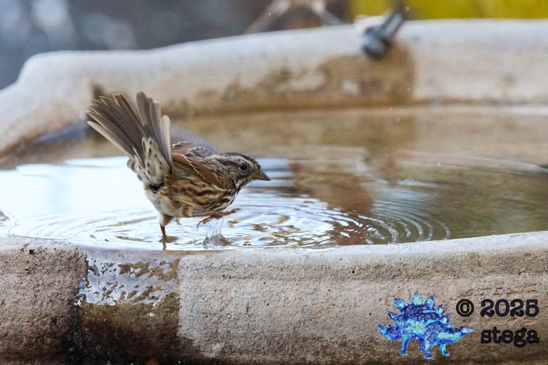 Song Sparrow